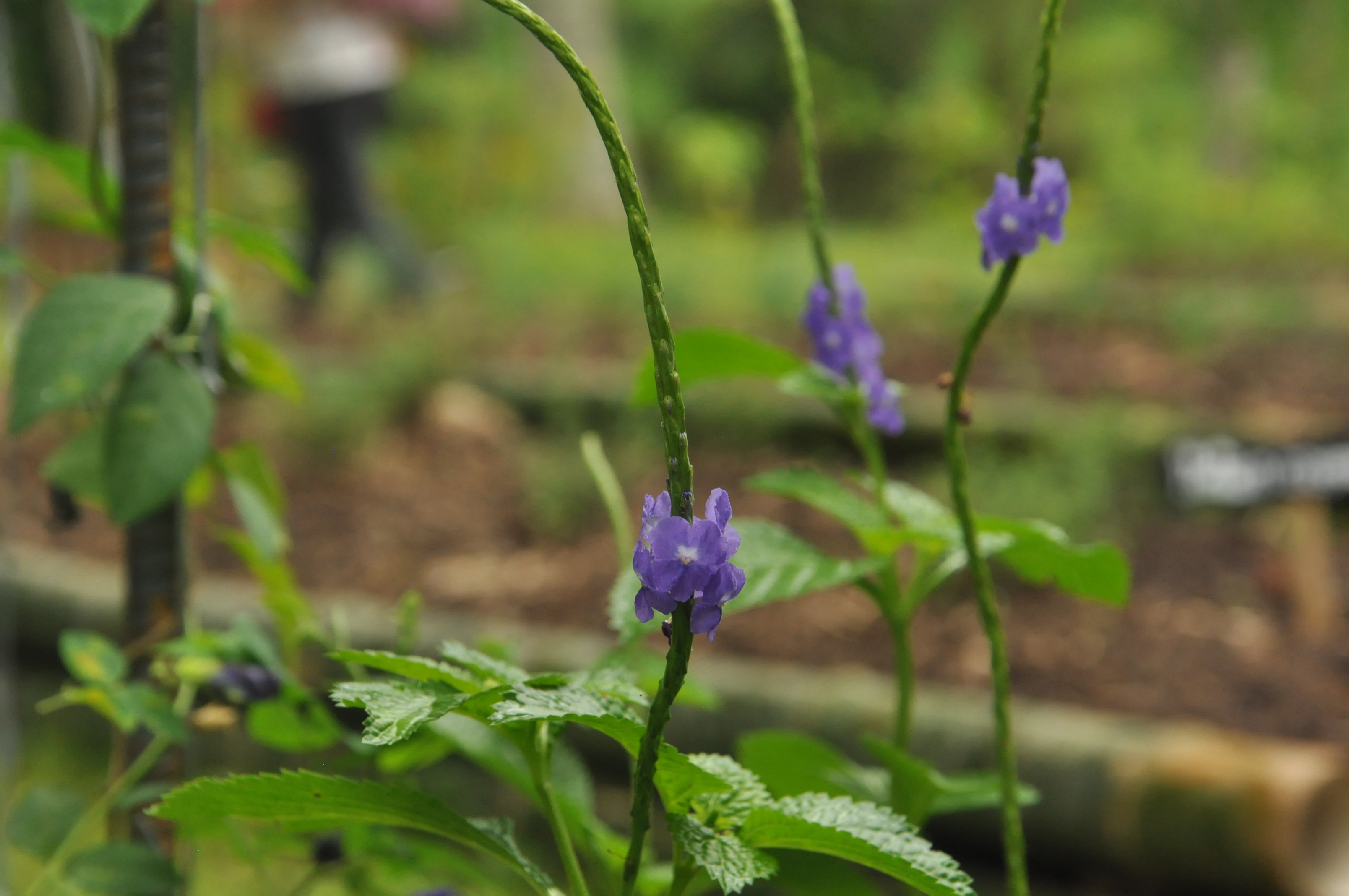 Tierra Maria Estates